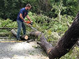 Best Stump Grinding and Removal  in Greensburg, IN