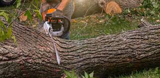 Best Soil Testing and Treatment  in Greensburg, IN